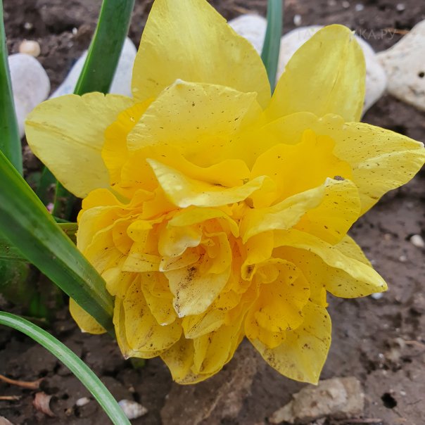 превью изображения отзыва