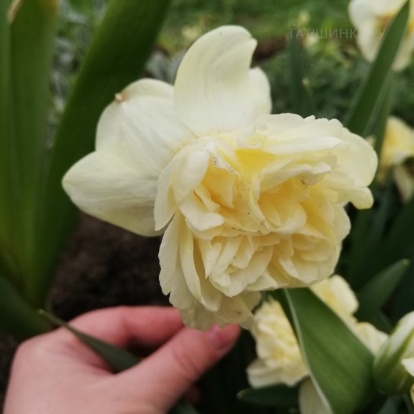 превью изображения отзыва