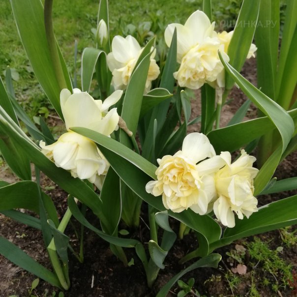 превью изображения отзыва