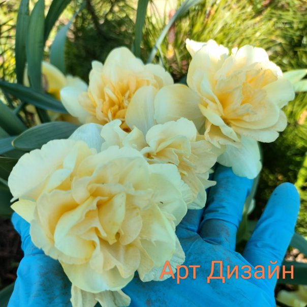 превью изображения отзыва