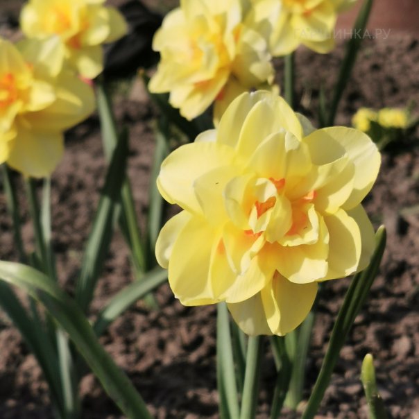 превью изображения отзыва