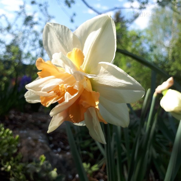 превью изображения отзыва