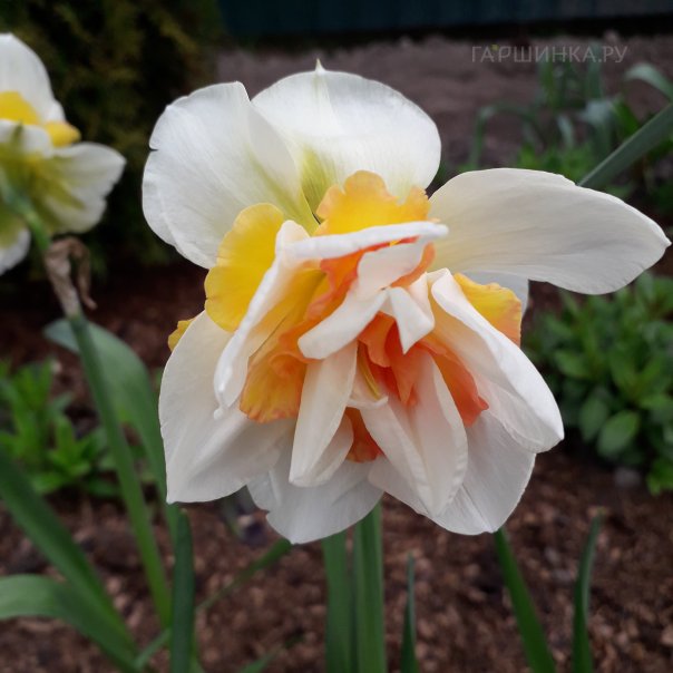 превью изображения отзыва