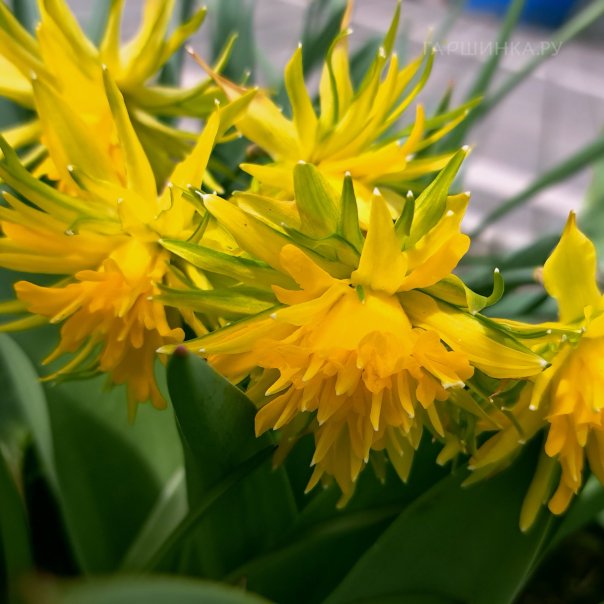 превью изображения отзыва