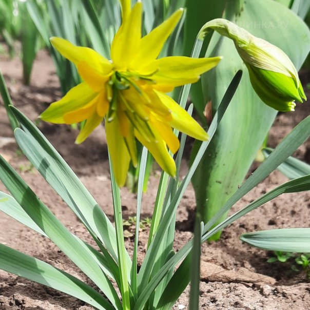 превью изображения отзыва