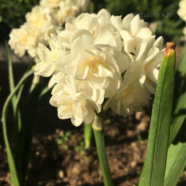 превью изображения отзыва