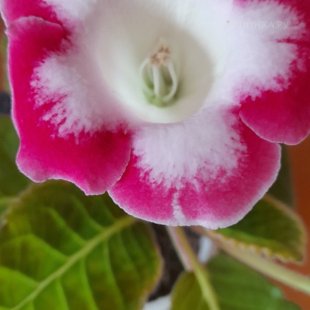 превью изображения отзыва