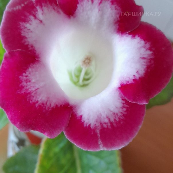 превью изображения отзыва