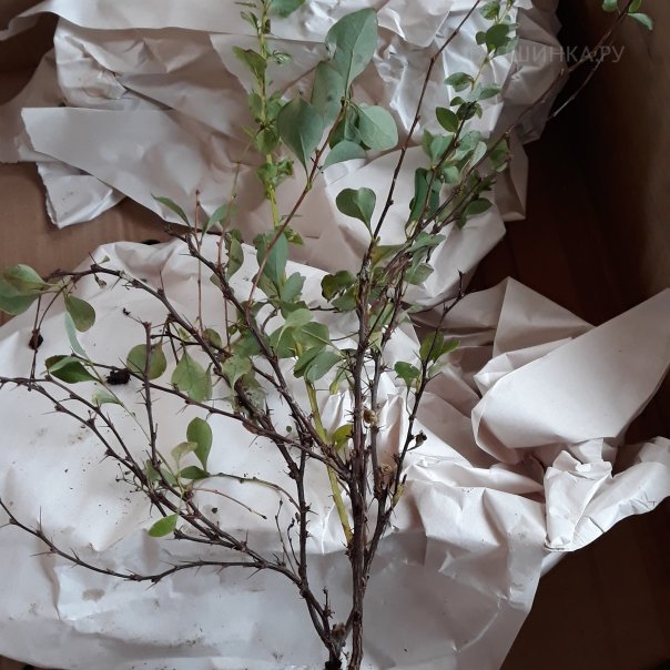 превью изображения отзыва