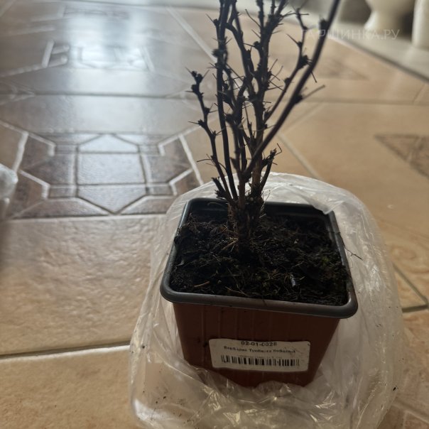 превью изображения отзыва