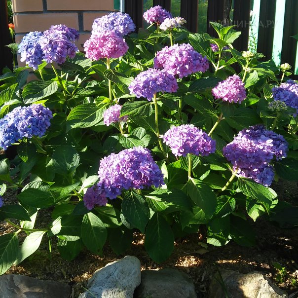 превью изображения отзыва