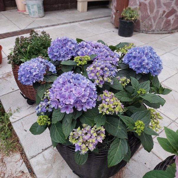 превью изображения отзыва