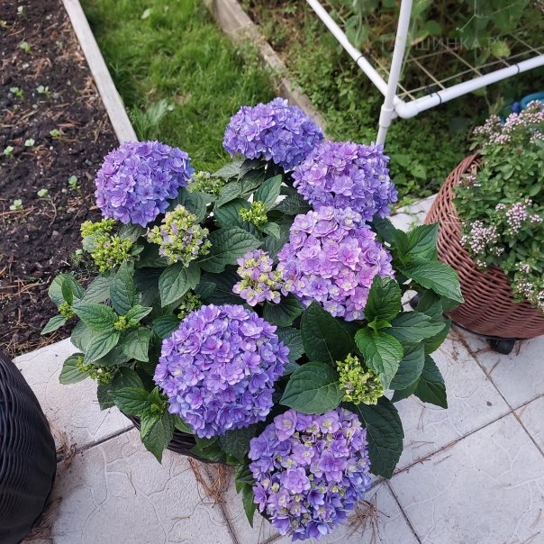 превью изображения отзыва