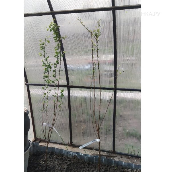 превью изображения отзыва