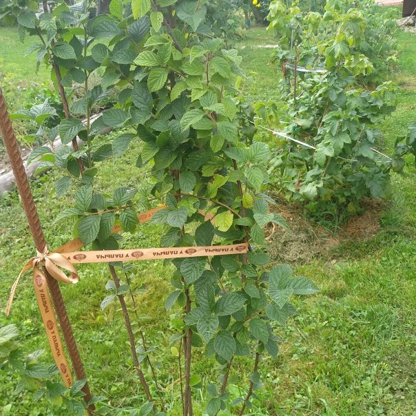 превью изображения отзыва