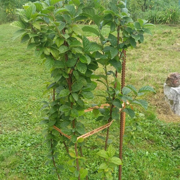 превью изображения отзыва