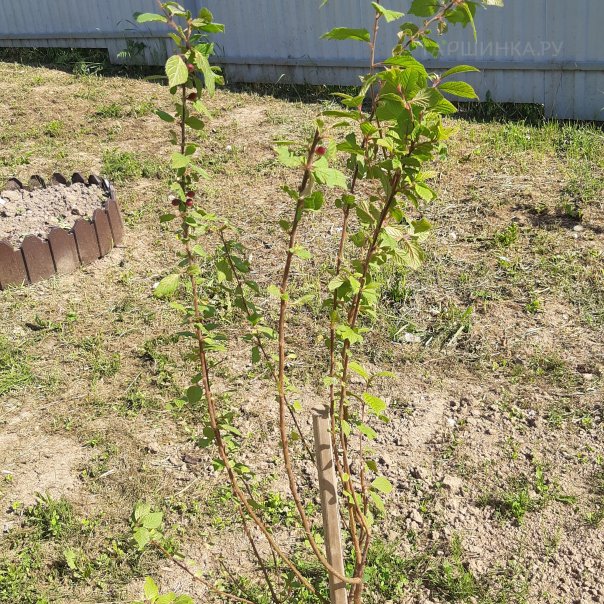 превью изображения отзыва