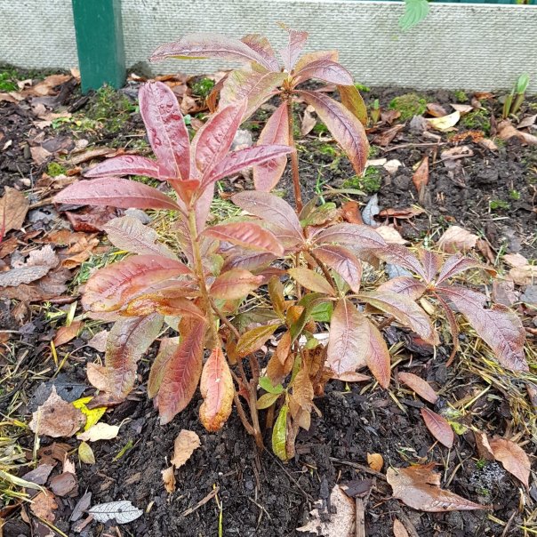 превью изображения отзыва