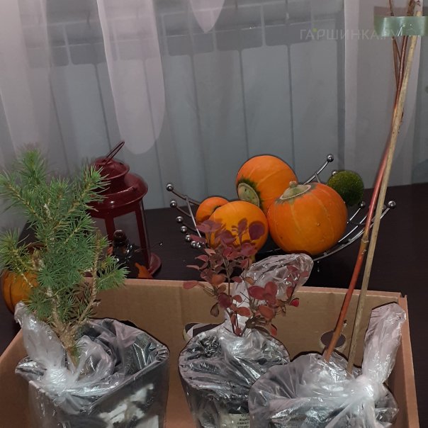 превью изображения отзыва