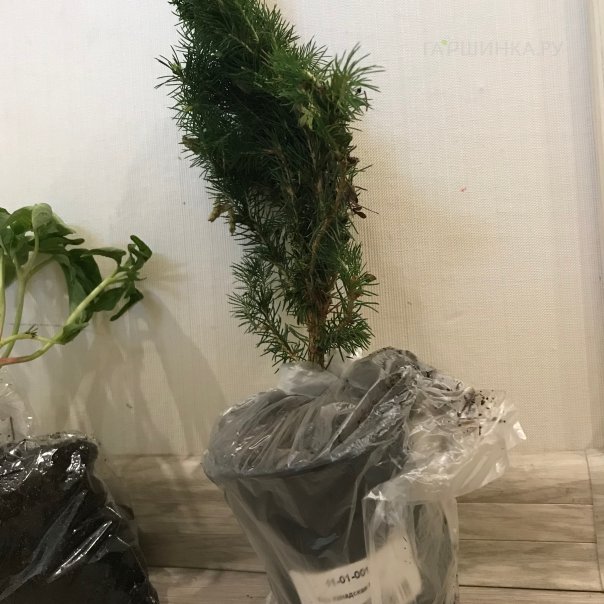 превью изображения отзыва