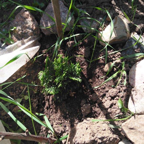 превью изображения отзыва