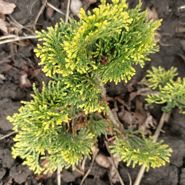 превью изображения отзыва