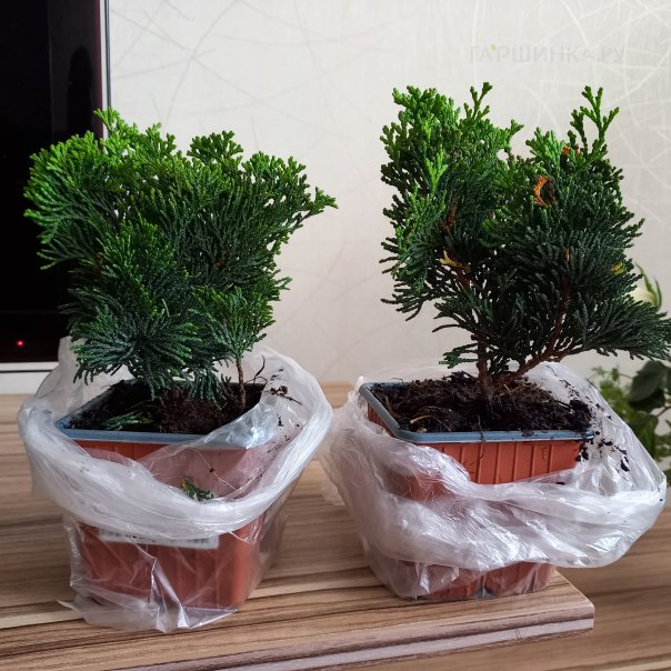 превью изображения отзыва