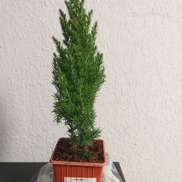 превью изображения отзыва