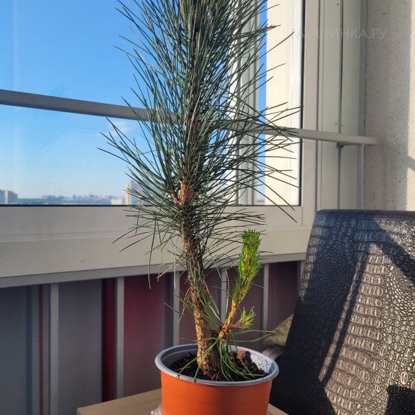 превью изображения отзыва