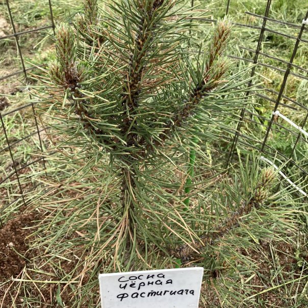 превью изображения отзыва