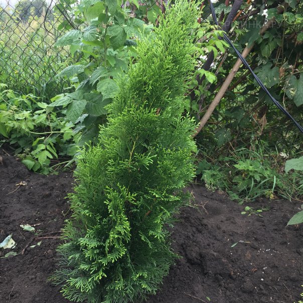 превью изображения отзыва