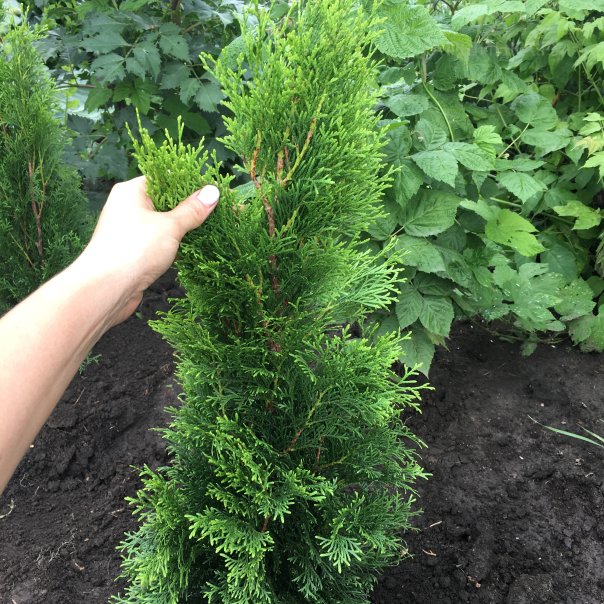 превью изображения отзыва