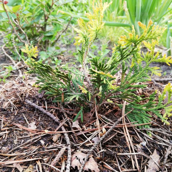 превью изображения отзыва