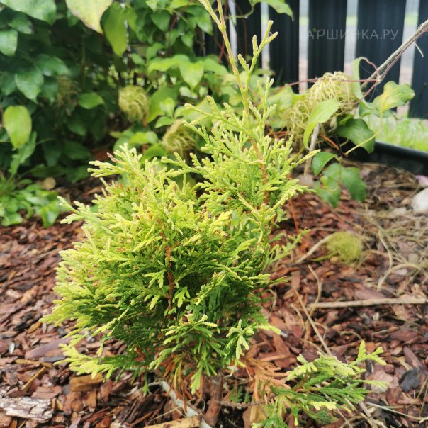 превью изображения отзыва