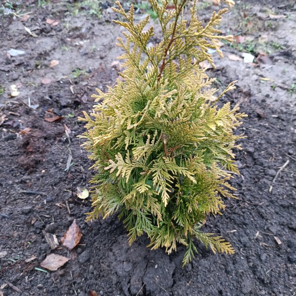 превью изображения отзыва