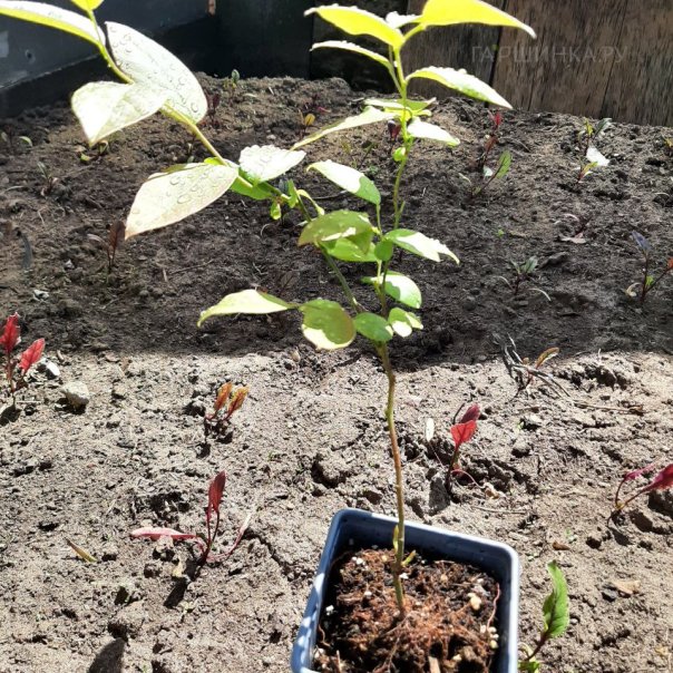 превью изображения отзыва