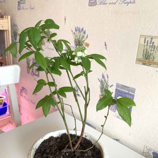 превью изображения отзыва