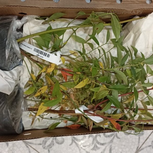 превью изображения отзыва