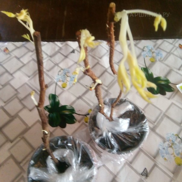 превью изображения отзыва