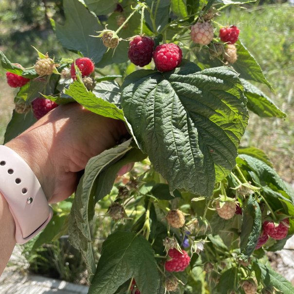 превью изображения отзыва