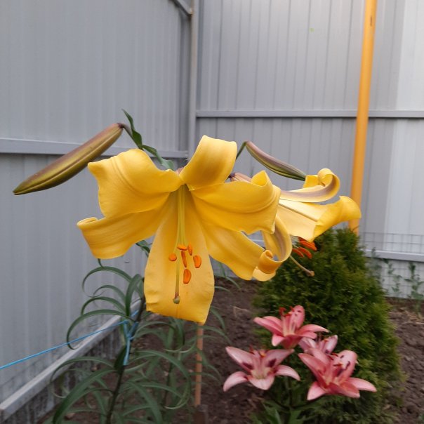 превью изображения отзыва