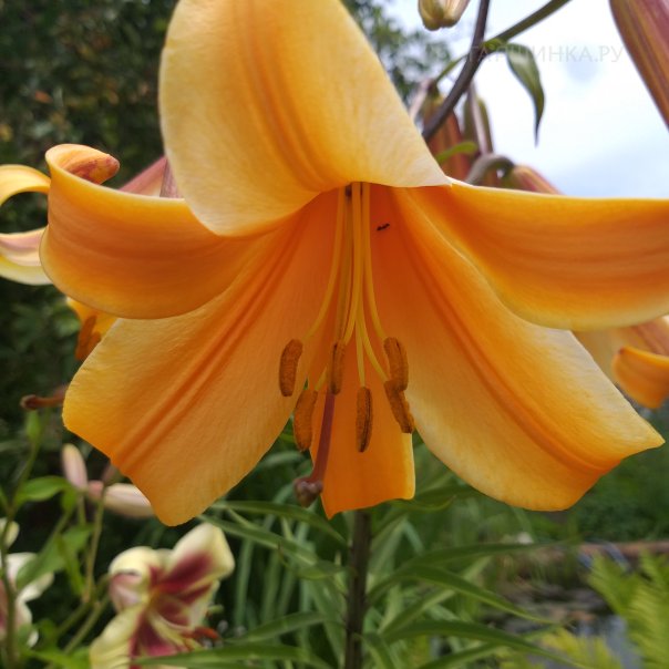 превью изображения отзыва