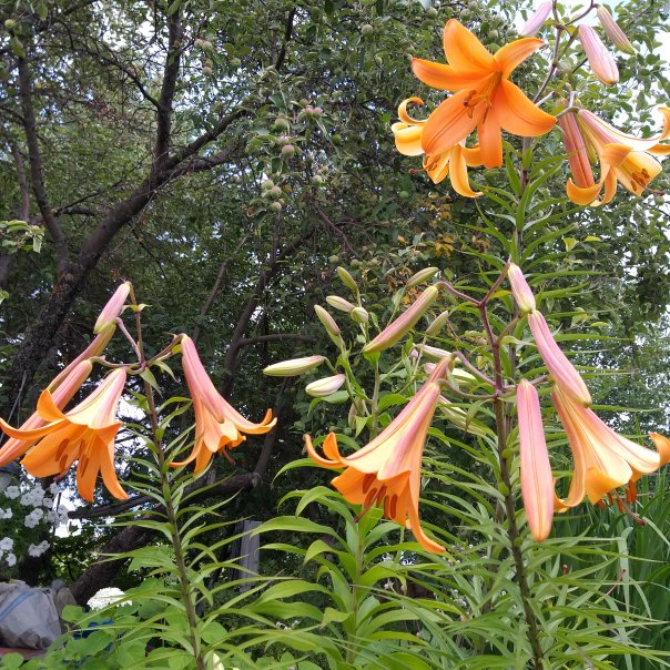 превью изображения отзыва