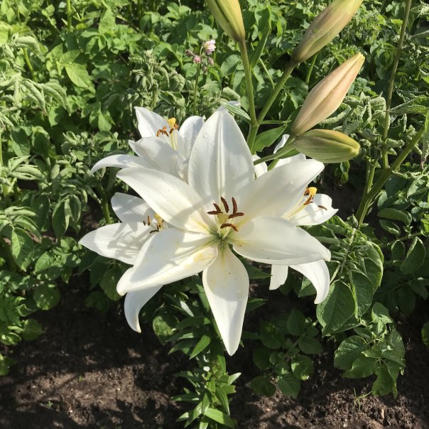 превью изображения отзыва