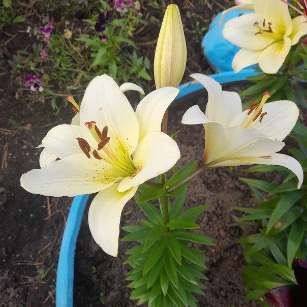 превью изображения отзыва