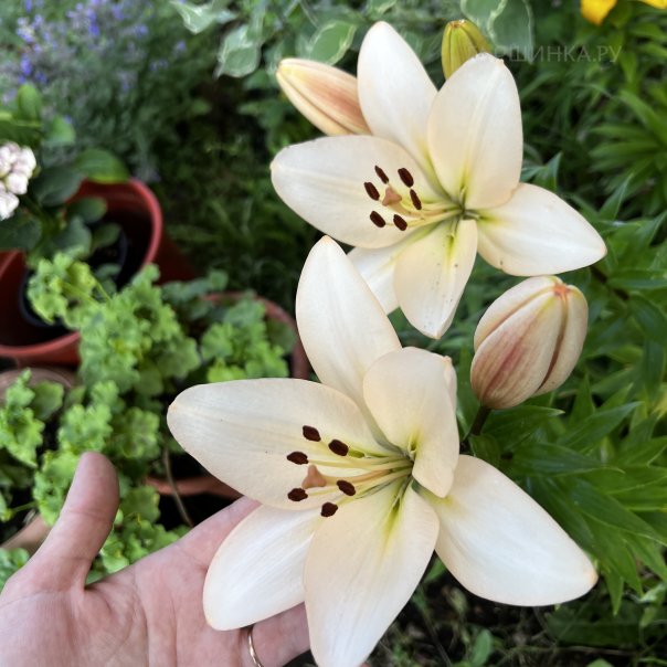 превью изображения отзыва