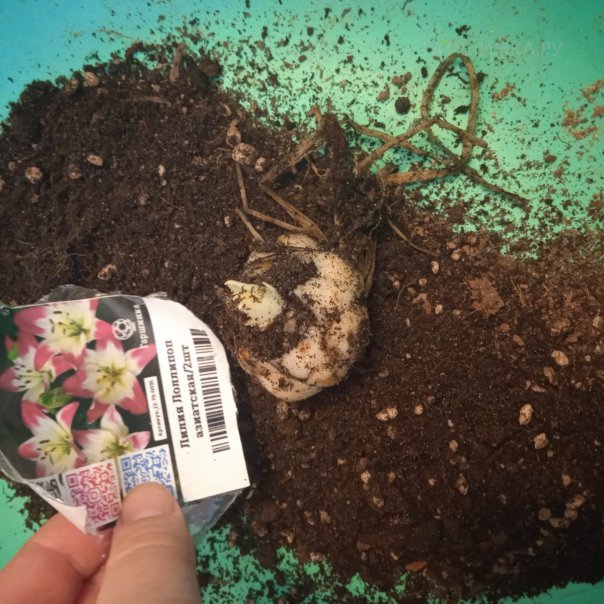 превью изображения отзыва