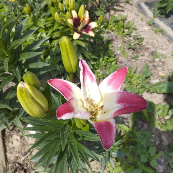 превью изображения отзыва