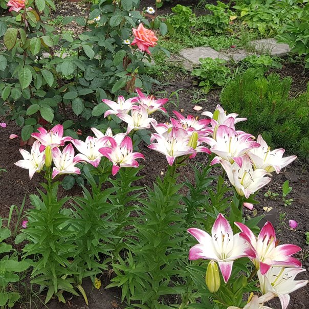 превью изображения отзыва