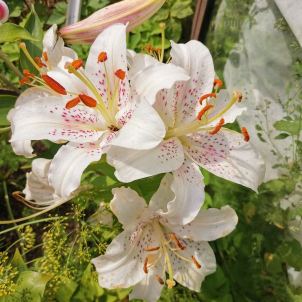 превью изображения отзыва